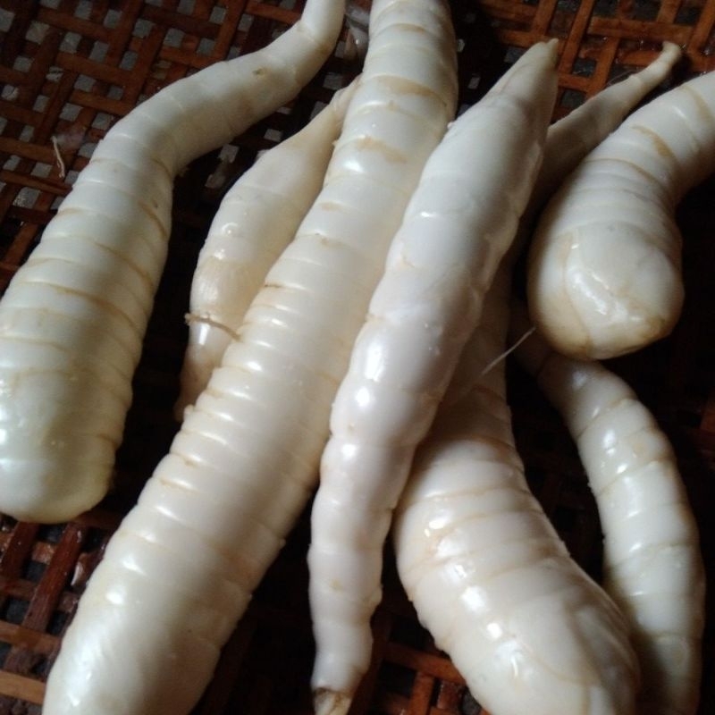 

Umbi Garut segar