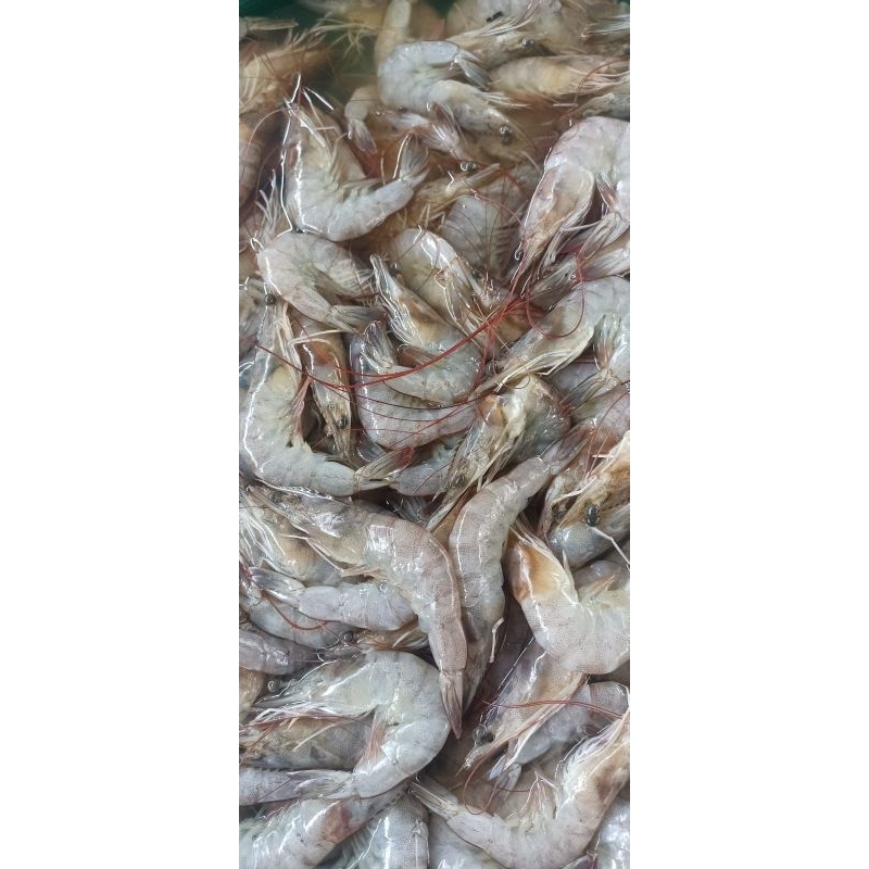 

Udang Kecil Segar