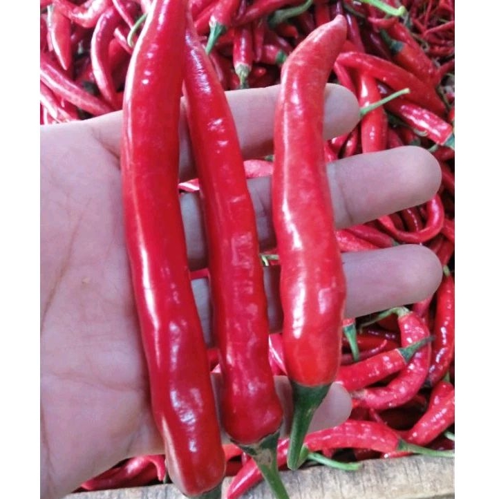 

Cabai Merah Besar 500 gr