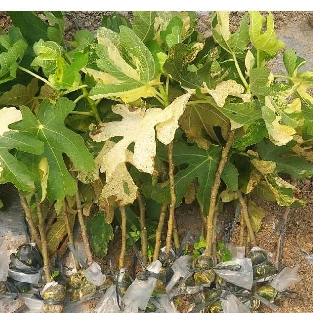 TIN JENIS JOLLY TIGER VARIGATA (JTV)