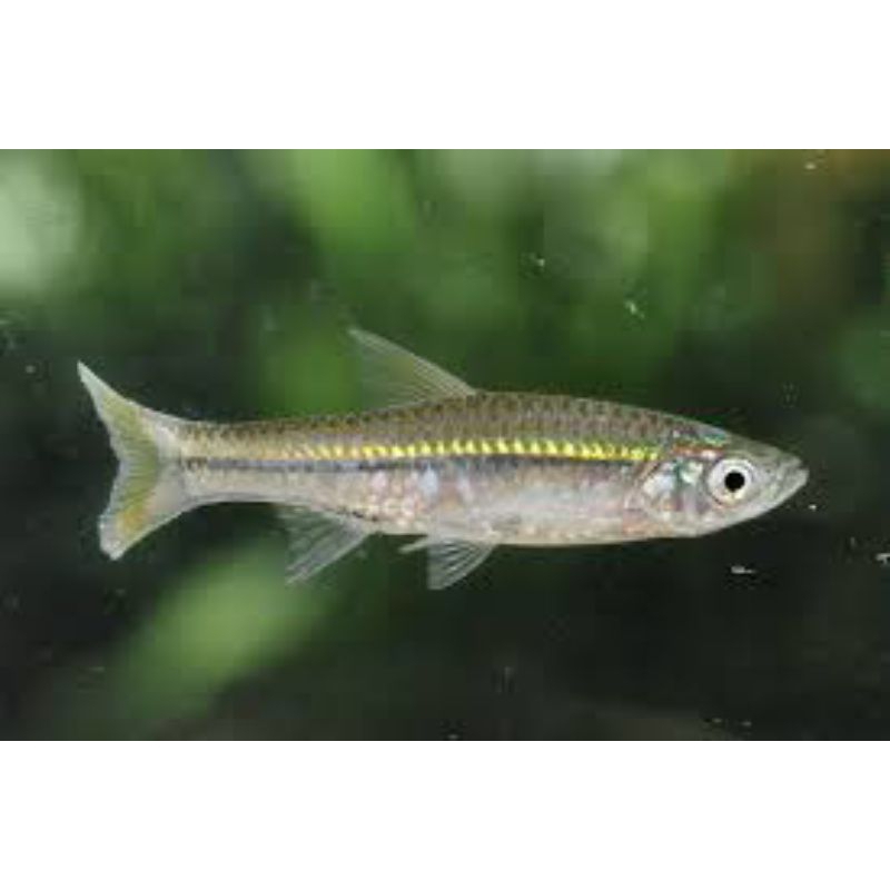 wader silver hiasan aQuascape