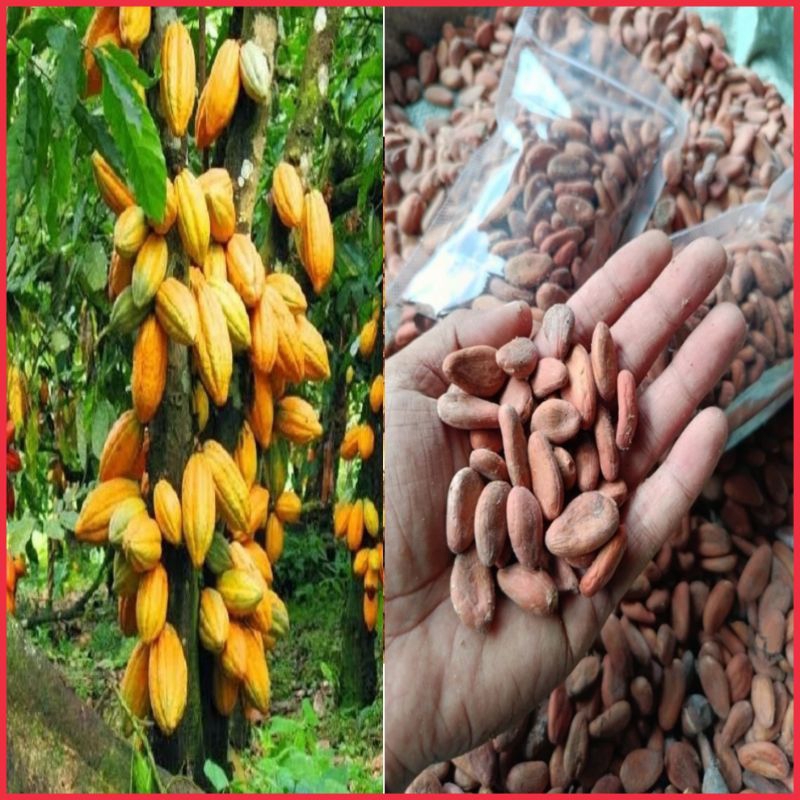 Coklat Kering Biji Kakao Cokelat Sudah Melalui Proses Fermentasi Raw Cacao Beans Cocoa Bean 1 kg