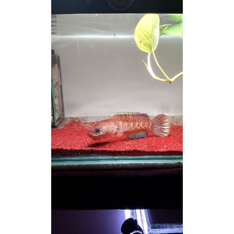 patung chana auranti 25cm