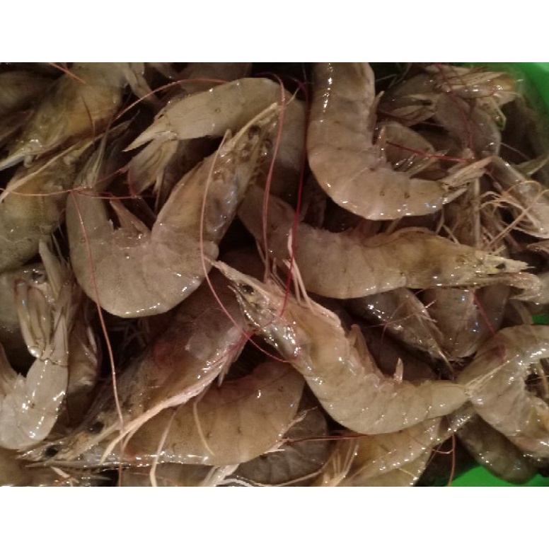 Keluaran Terbaru udang paname segar