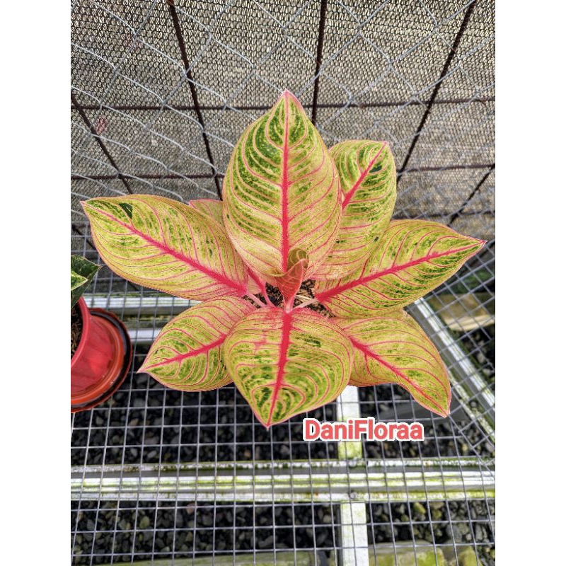 Aglaonema Kresna Konon Induk