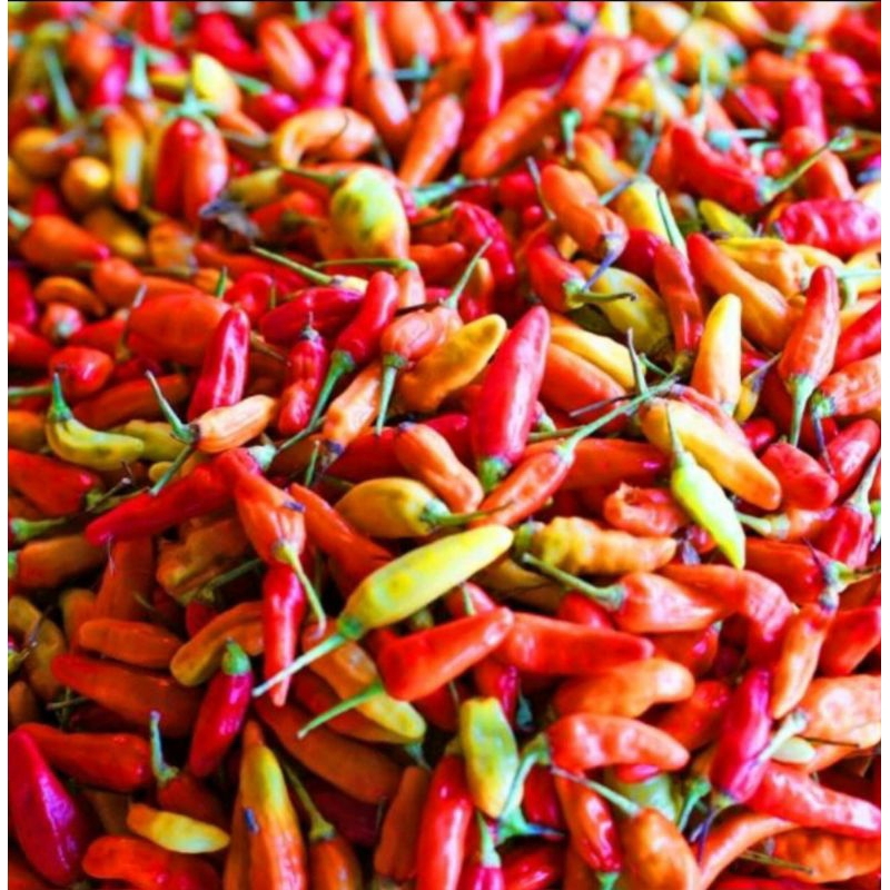 

Cabe caplak / rawit merah fresh