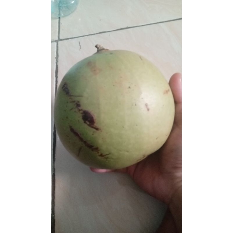 

buah maja