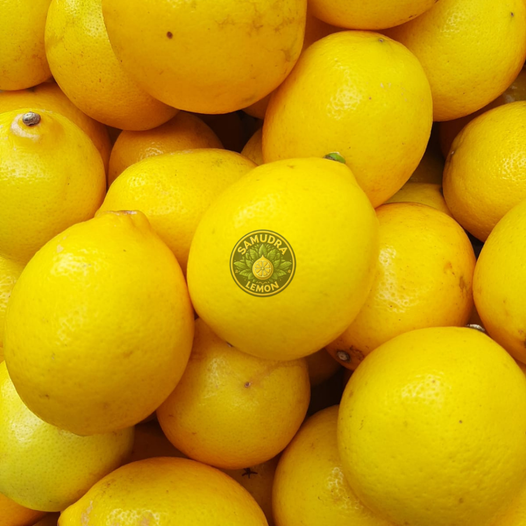 

Samudra Lemon - Lemon California 500gr, Buah Lemon Premium