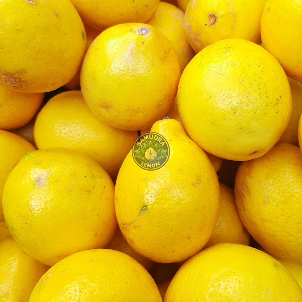 

Samudra Lemon - Buah Lemon California 2kg, Buah Lemon Premium
