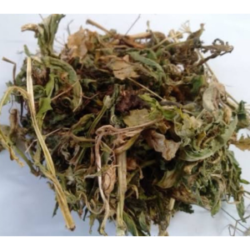 

Daun kitolod kering natural 200 gram-az