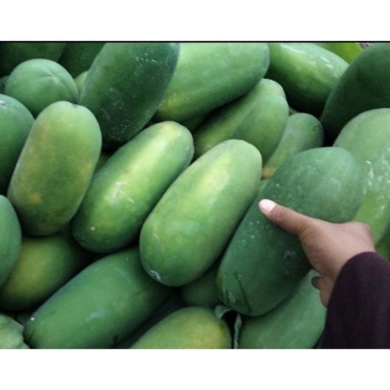 

Terbukti Manisnya Buah Pepaya California Segar 2025 Hasil Tanam Sendiri