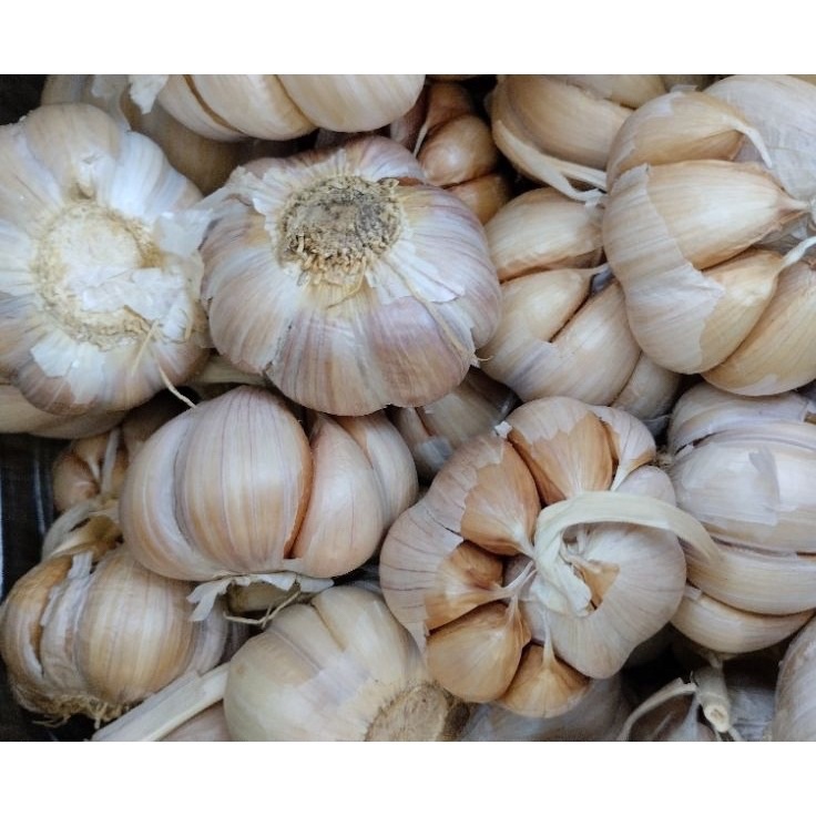

Stock Banyak BAWANG PUTIH SICO 12kg T41