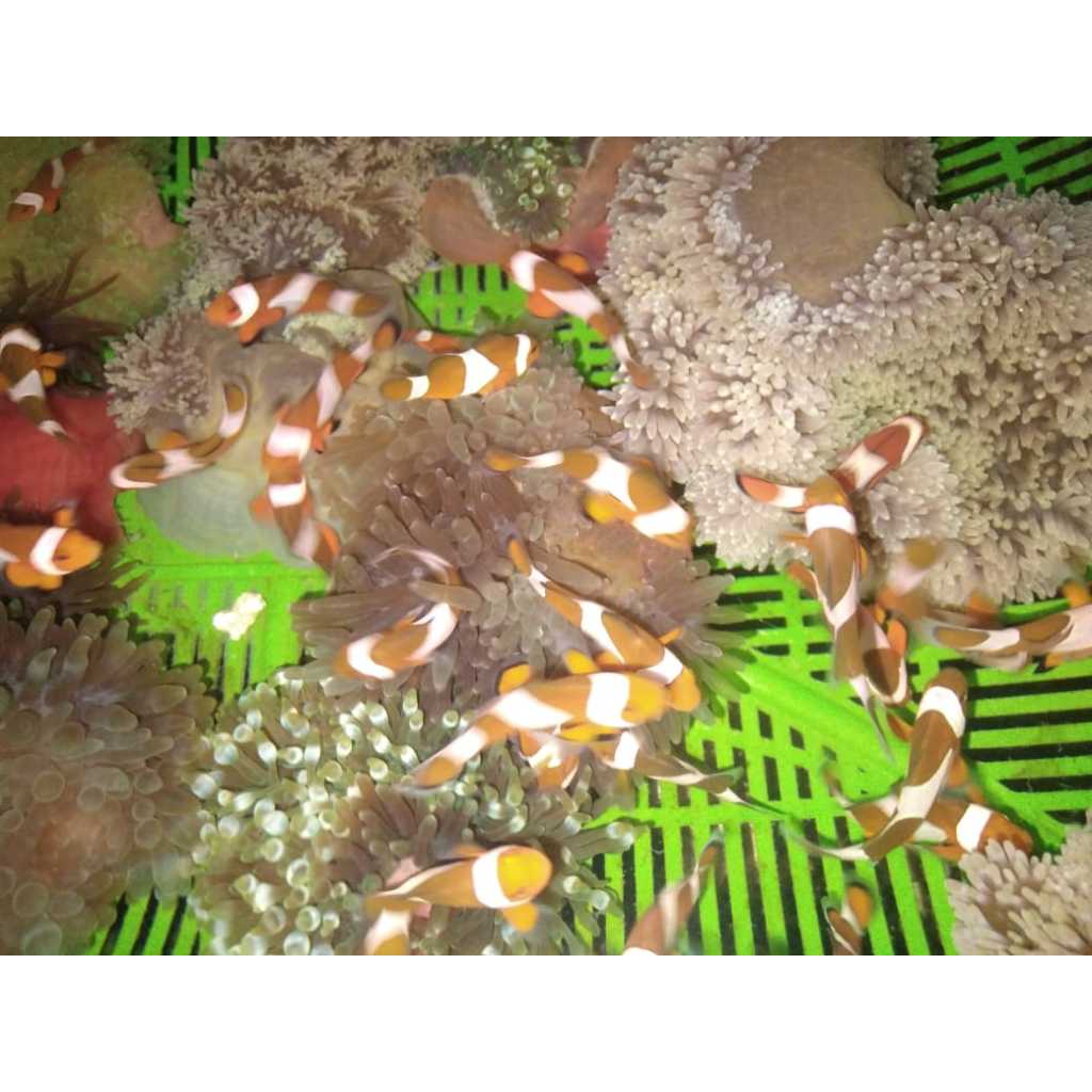 Paket 3 NEMO + 1 ANEMON - Ikan Hias Laut