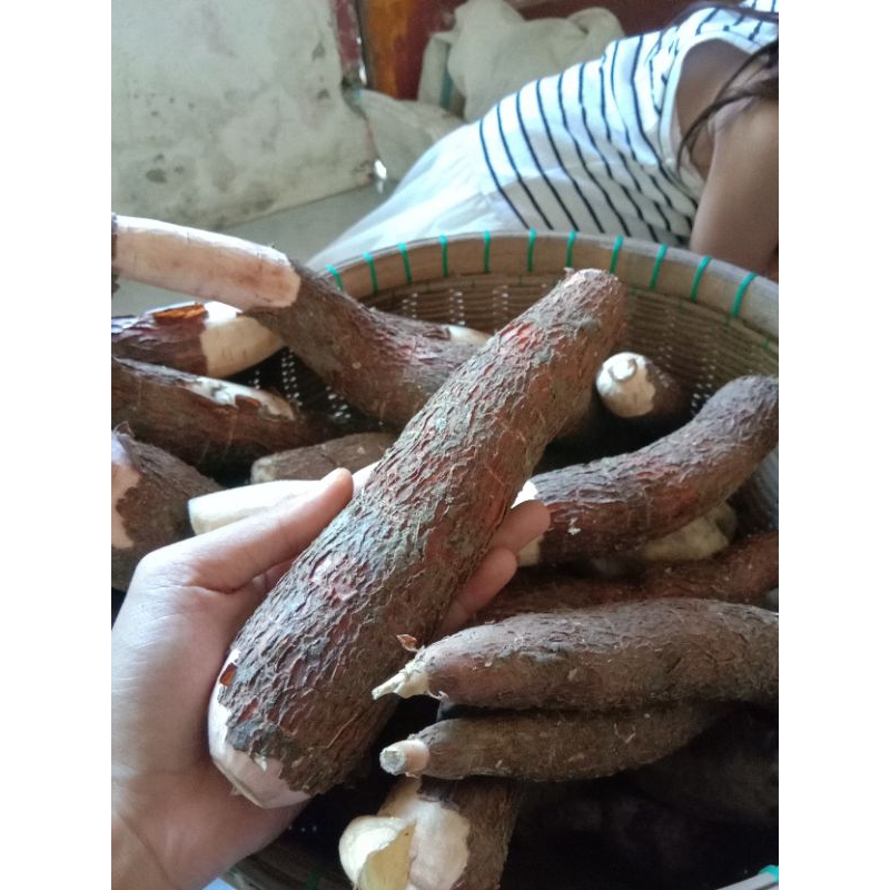 

Umbi Singkong 1kg