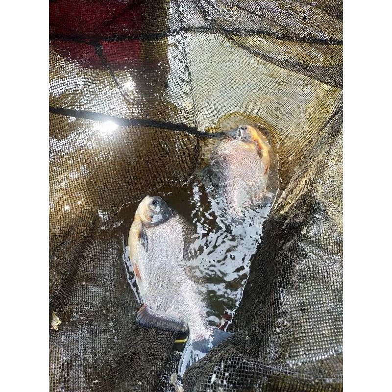 Ikan bawal 1kg isi 2,3,4 ekor murah berkualitas