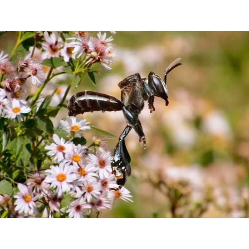 Bibit Klanceng itama|Trigona|Galagala