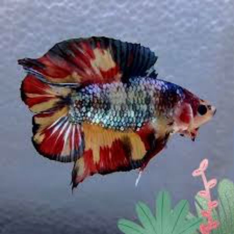 plakat double tail