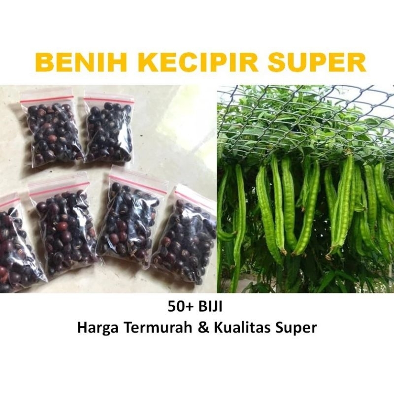 

Ready Biji kecipir kualitas super