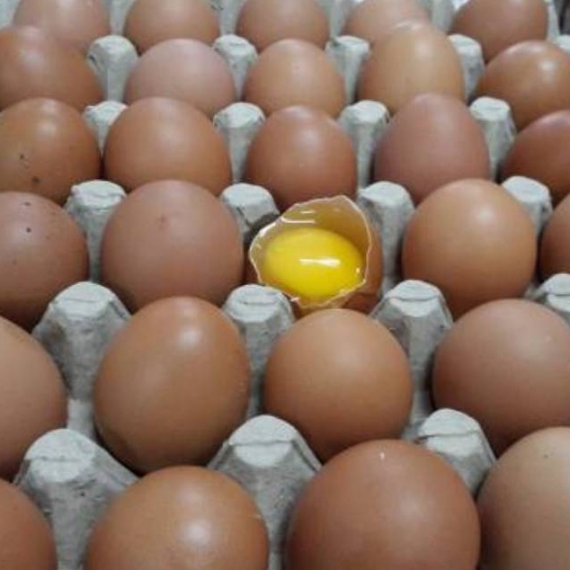 

Terlaris TELUR AYAM NEGRI FRESH PERKG