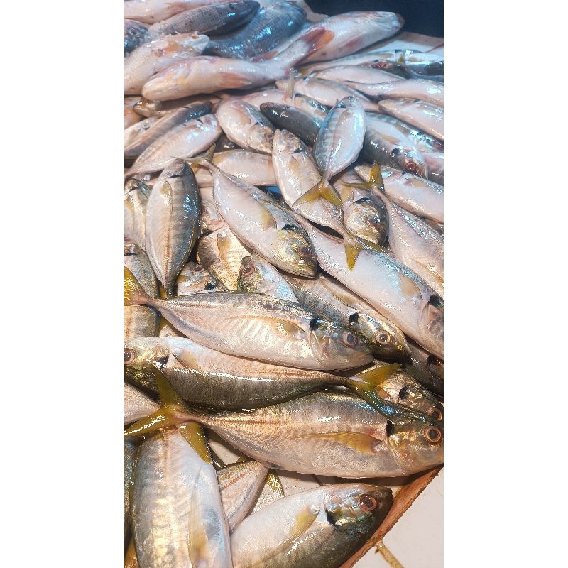 

[SUDAH DISIANG] Ikan Klarau Lauk Segar Pontianak