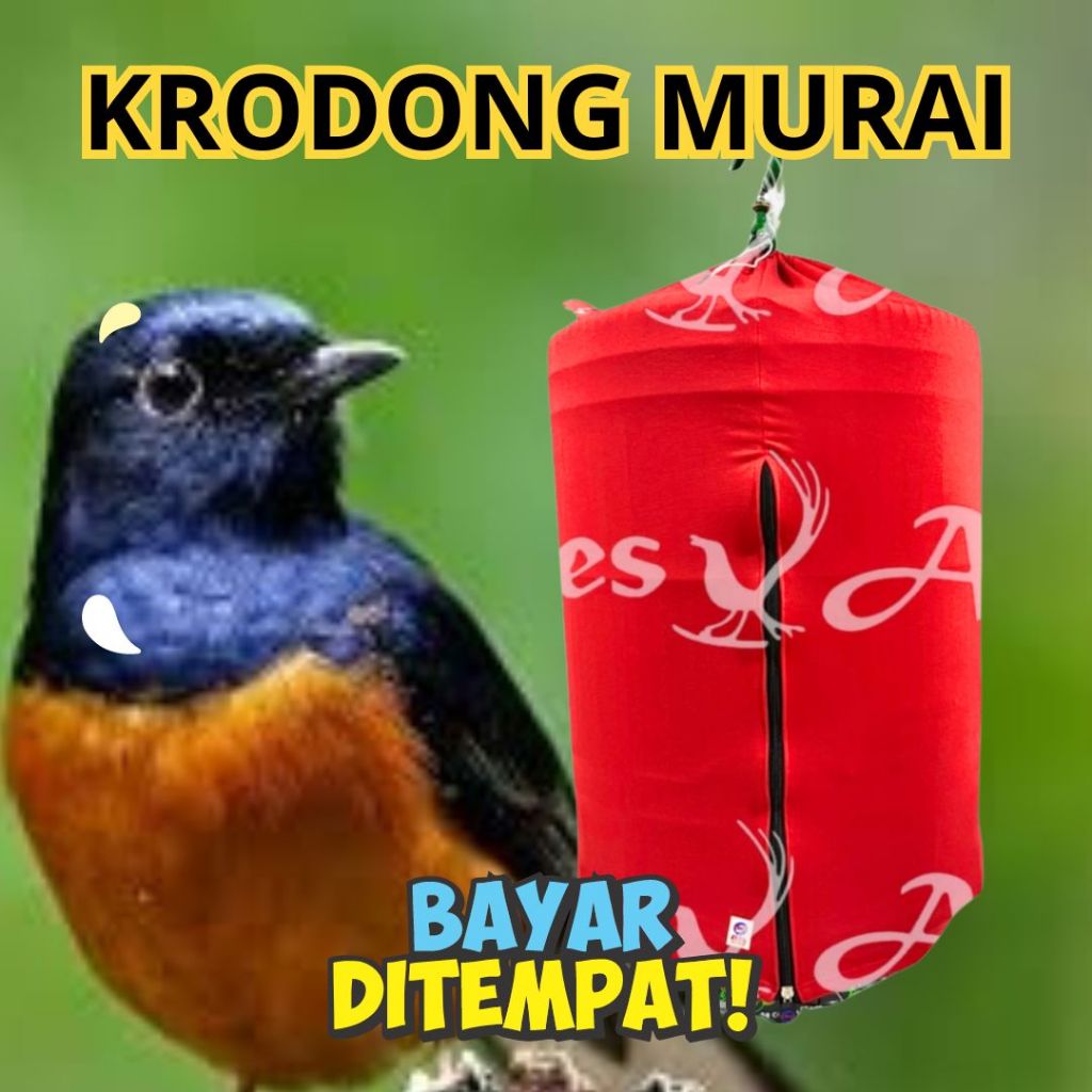 KRODONG MURAI KERODONG MURAI BATU KERODONG MURAI KRODONG BURUNG MURAI KERODONG MURAI 2 KERODONG AVES