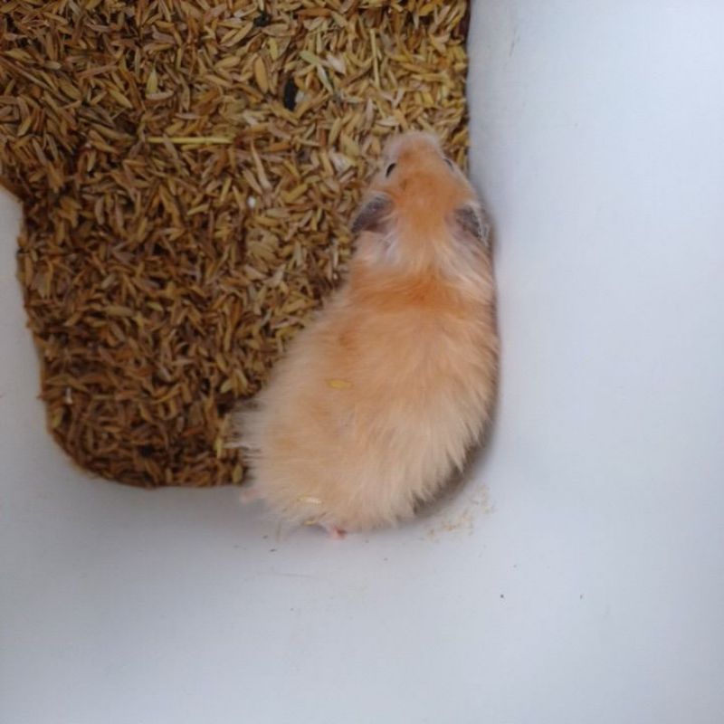 Hamster syrian satin gold longhair