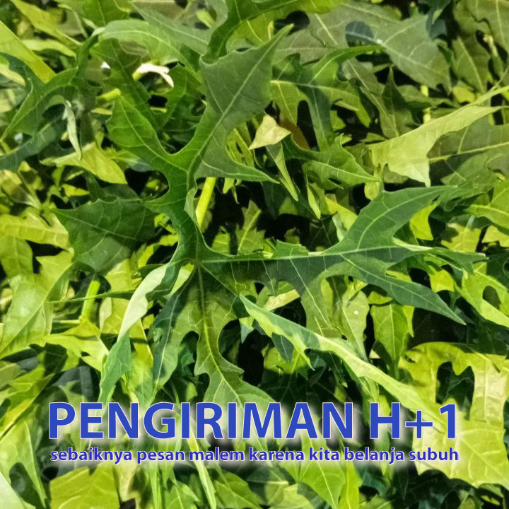 

Daun Pepaya Jepang per iket besar isi 4 iket kecil