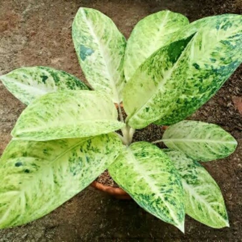 Tanaman Hias Big Roy Putih - Cantik - Best Seller