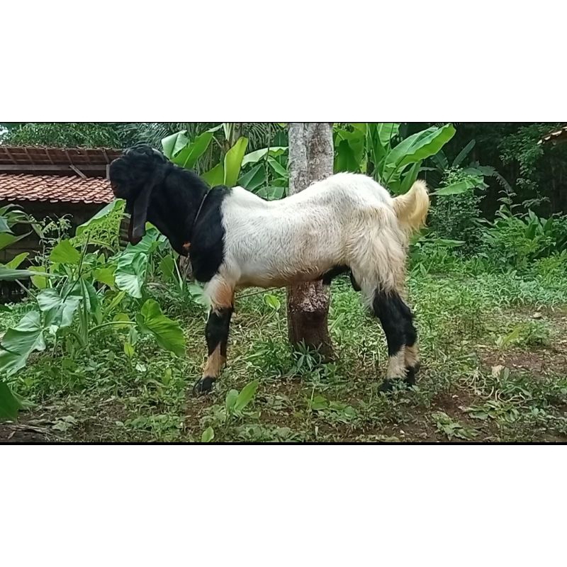

Kambing Etawa