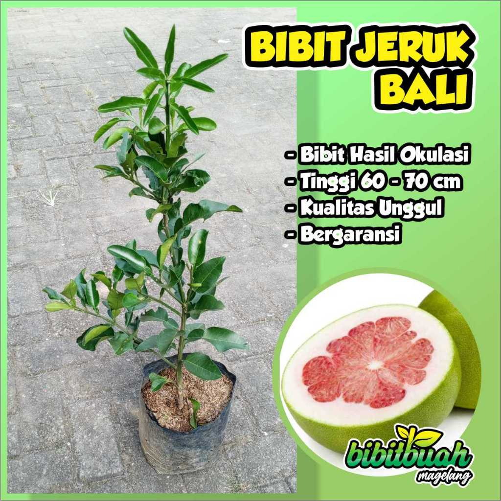 Bibit Jeruk Bali / Pamelo ( Okulasi )