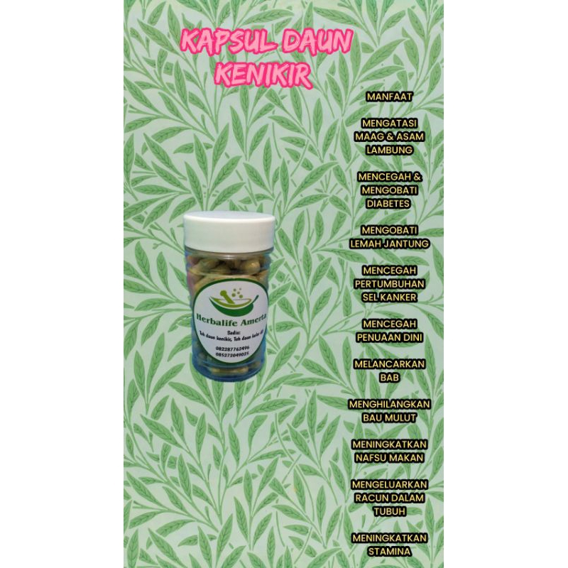 Kapsul Daun Kenikir isi 80
