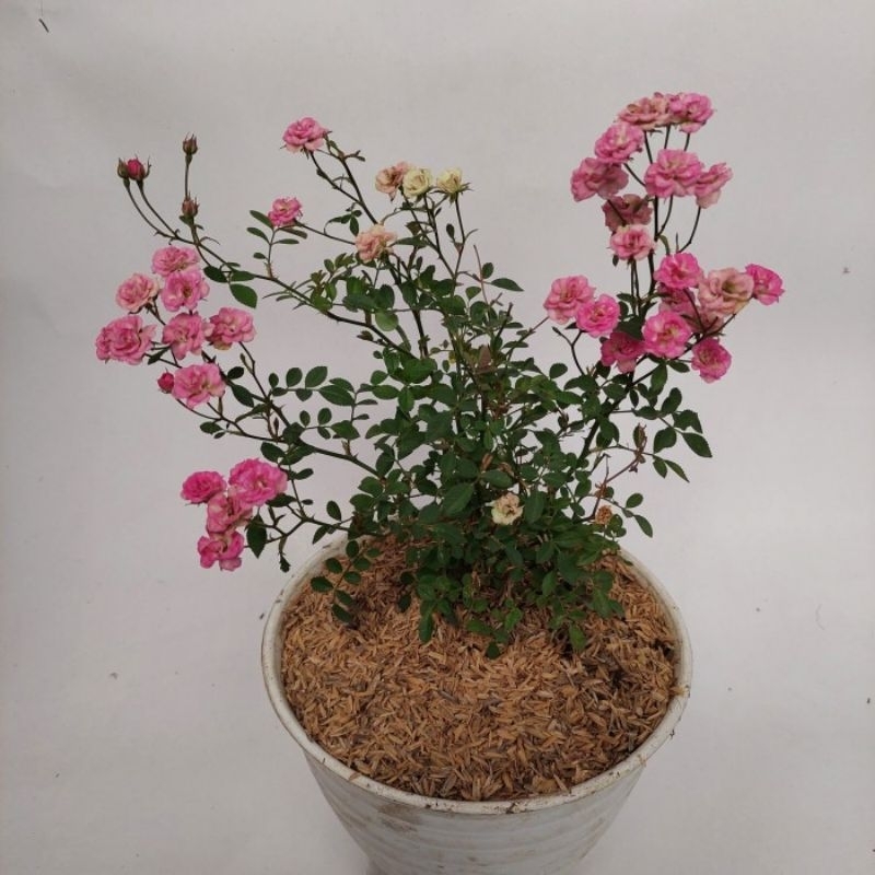 Tanaman Bunga Mawar Baby rose pink Hidup Berbunga - bibit babyrose - Bunga Mawar