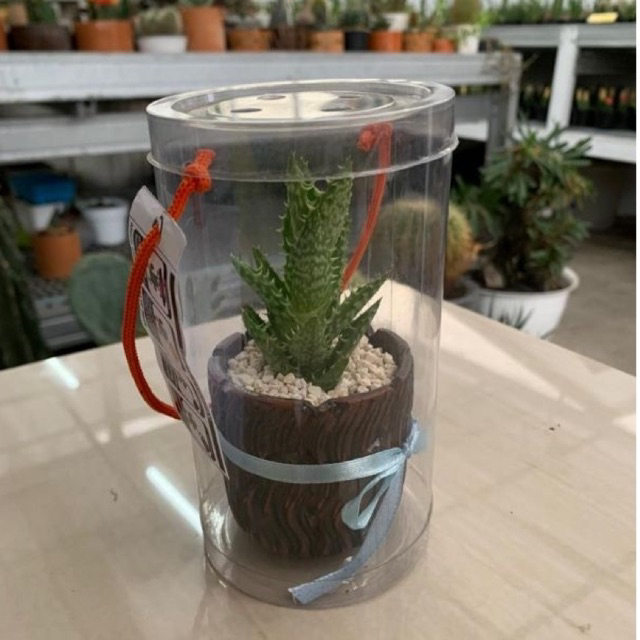 souvenir premium kaktus dan sukulen hidup mika tabung