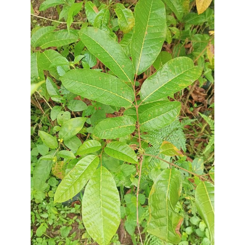 Bibit pohon kenari -kanari -pohon juglans