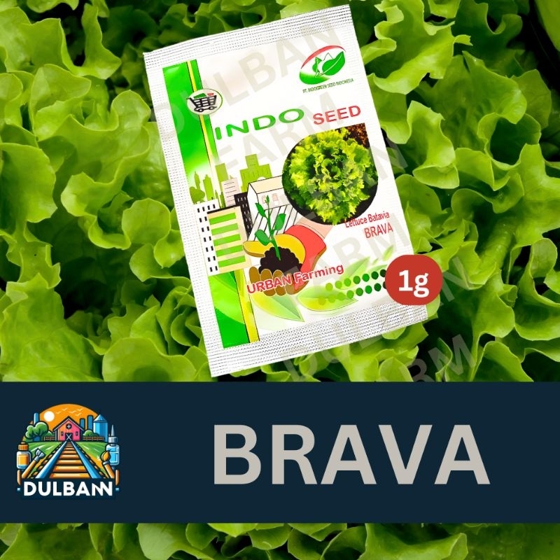 Benih Selada Brava Indo Seed