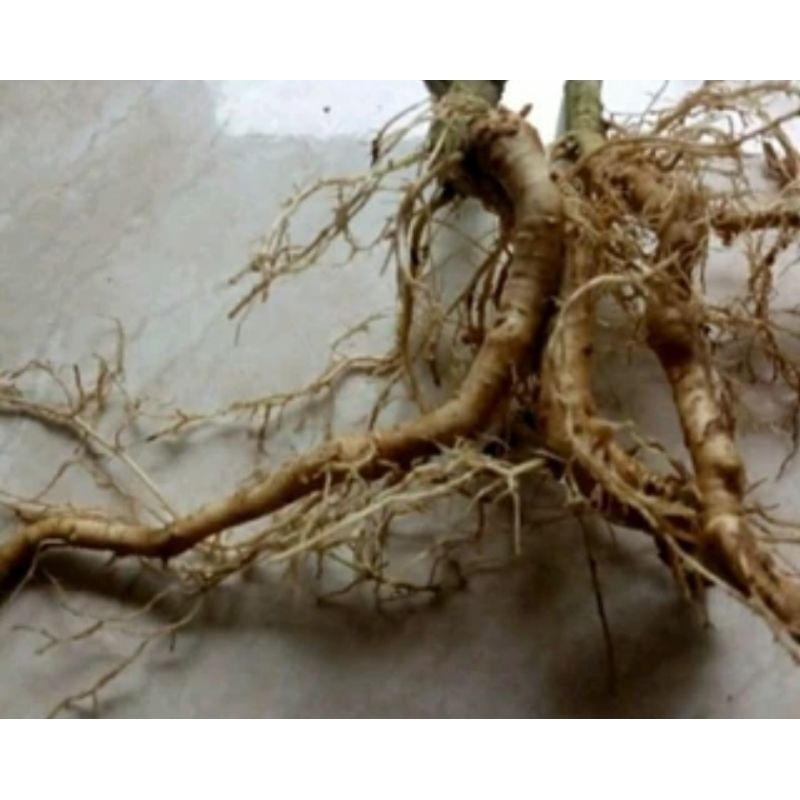 

Akar pecut kuda segar akar jarong segar 250 gram-az