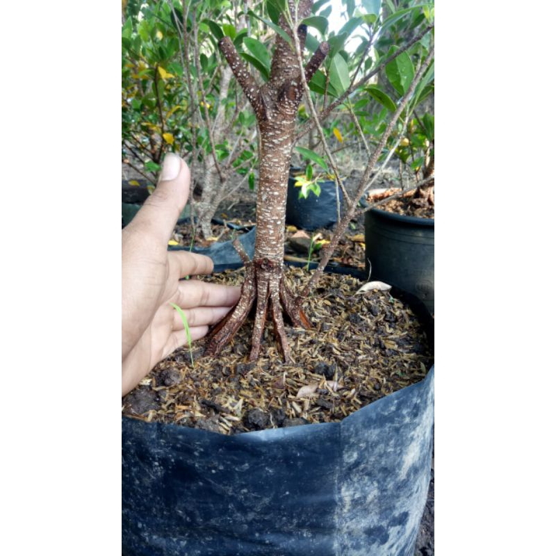 bahan bonsai kimeng pecah batang
