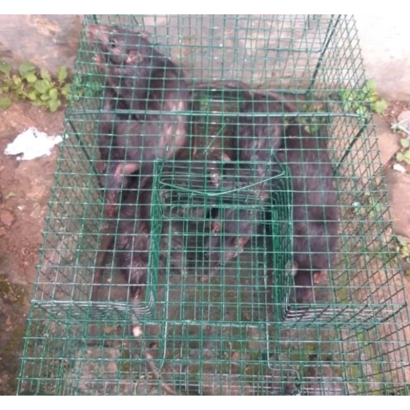 PERANGKAP TIKUS ROMBONGAN-ALAT MENANGKAP TIKUS-PERANGKAP TIKUS