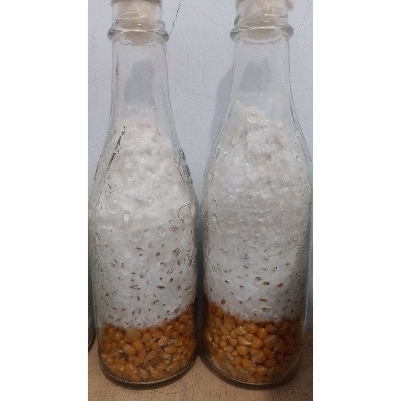 f1 bibit jamur tiram