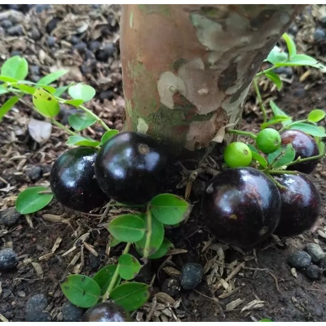 Bibit POHON ANGGUR BRAZIL PRECO Sudah Berbuah Tinggi 1-2 Meter Batang Besar Live