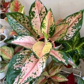 tanaman hias aglonema kochin batik dewasa indukan