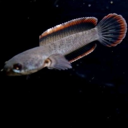 limbata rim tebal premium CB LAWU Original