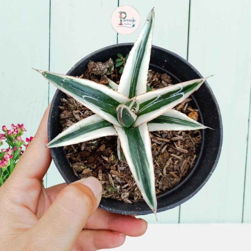 AGAVE WHITE RHINO (WHITE RHINOS / RINO / RINOS) AGAVE