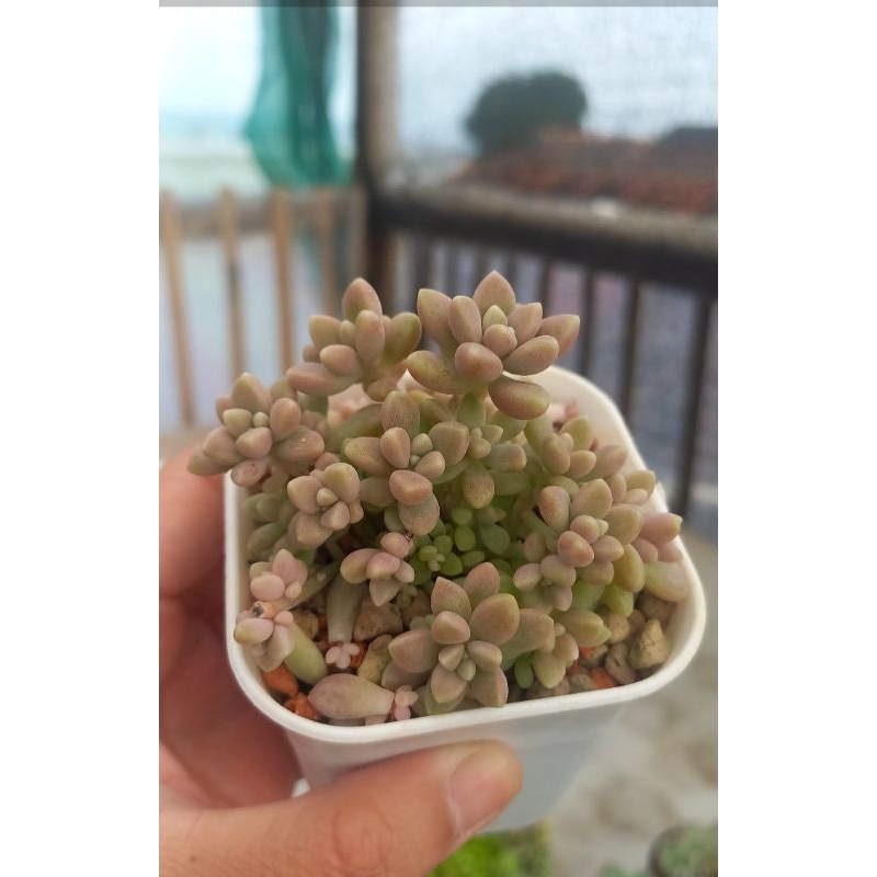 mirinae (import) kaktus sukulen tanaman