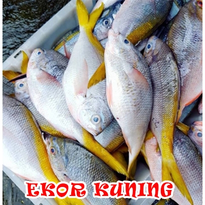 

Ikan Ekor Kuning Fresh Frozen Beku 950-1000 gram
