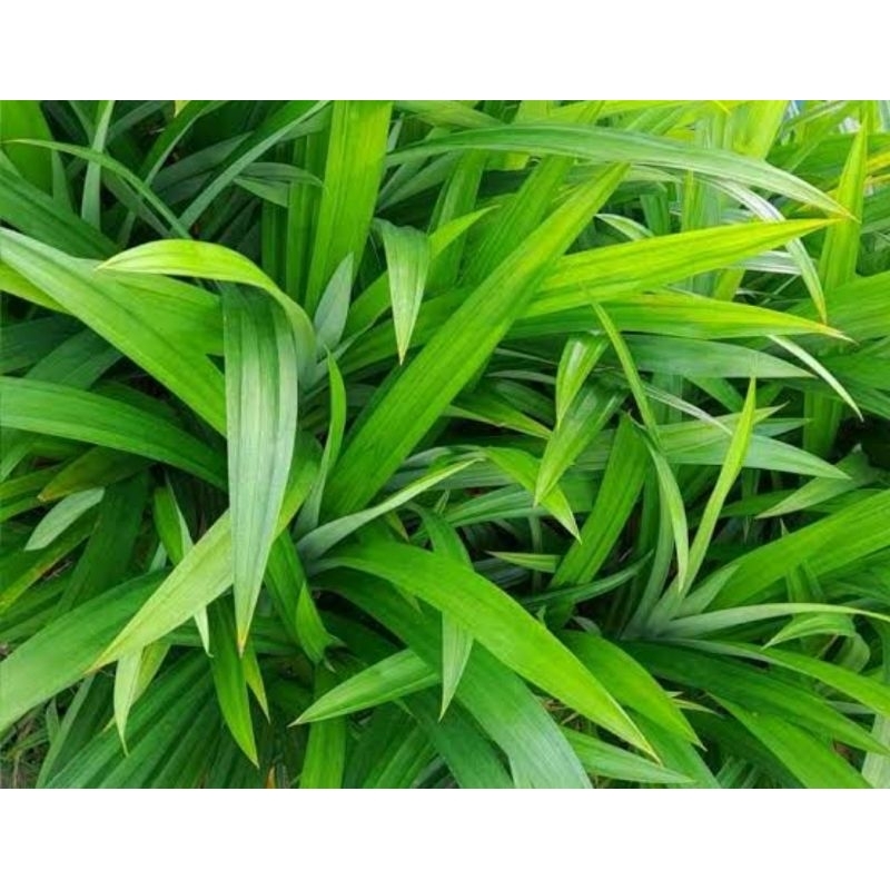 

daun pandan ini