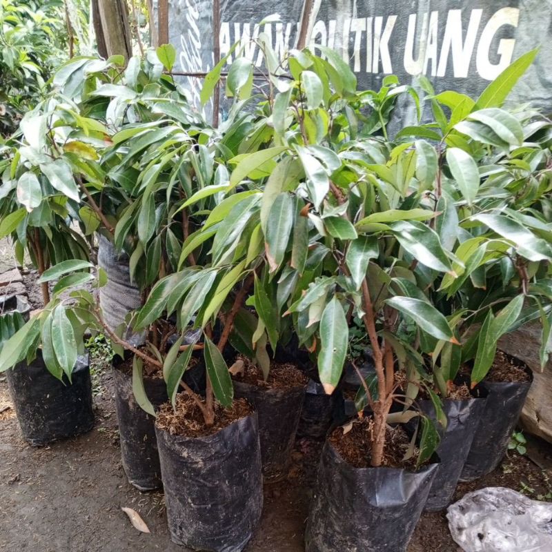 Tumbas Tani Bibit Leci Hijau Madu Asli Cangkok(Okulasi)Leci Hijau Dataran Rendah Cepat Berbuah