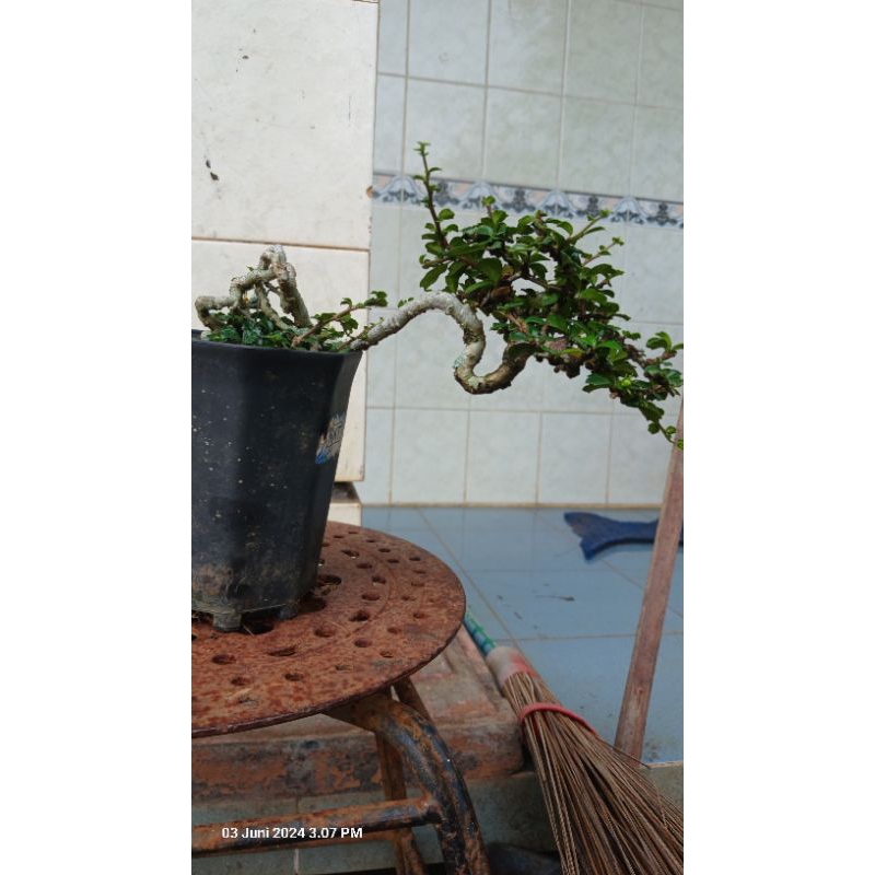 Bonsai hokianti mikro buah meliuk size mame berkarakter bagus
