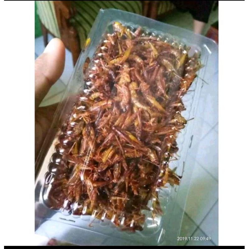 

belalang goreng