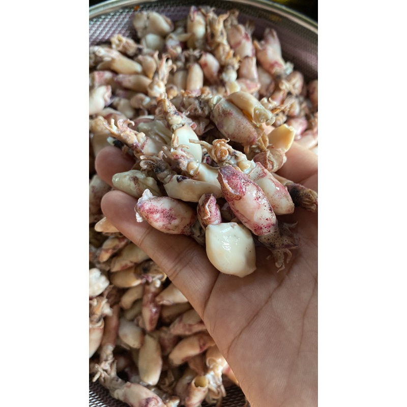 

BABY CUMI MENTAH GRADE A